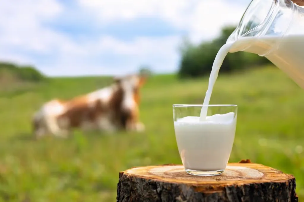 Fresh milk being poured beside a pasture with a dog in the distance